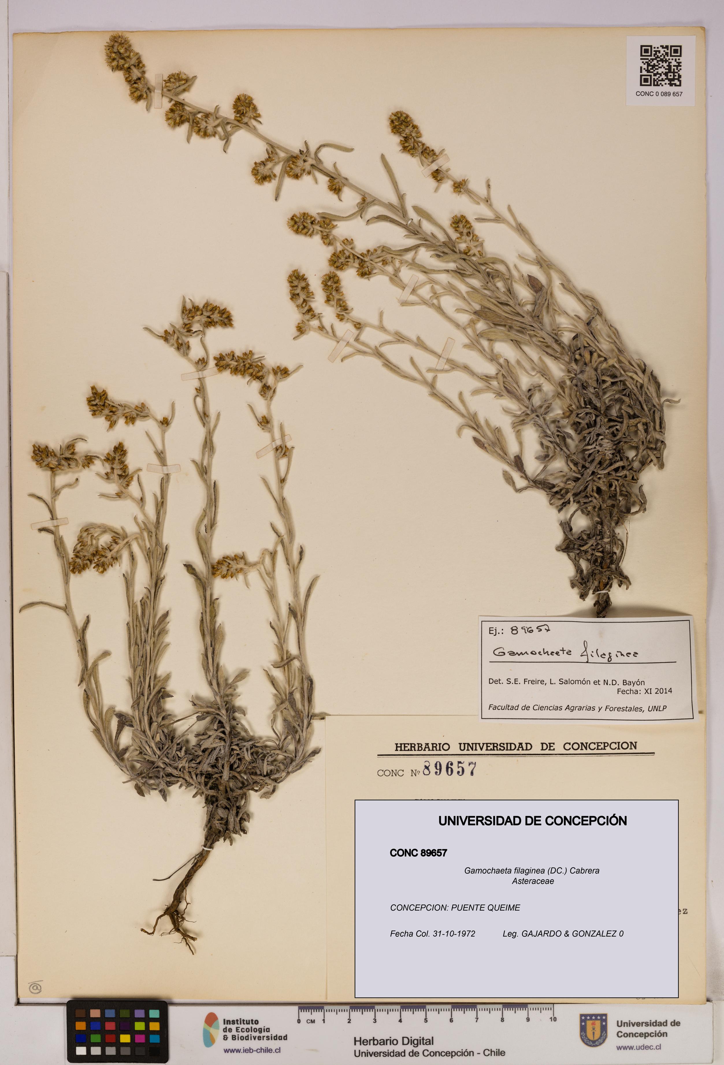 Gamochaeta filaginea [Espécimen: UDEC:CONC:0089657]