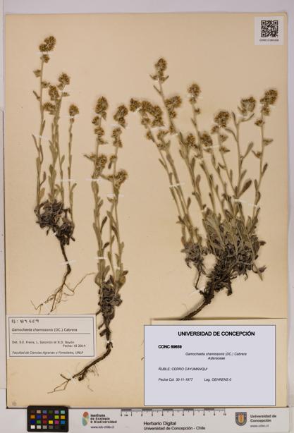 Gamochaeta chamissonis [Espécimen: UDEC:CONC:0089659]