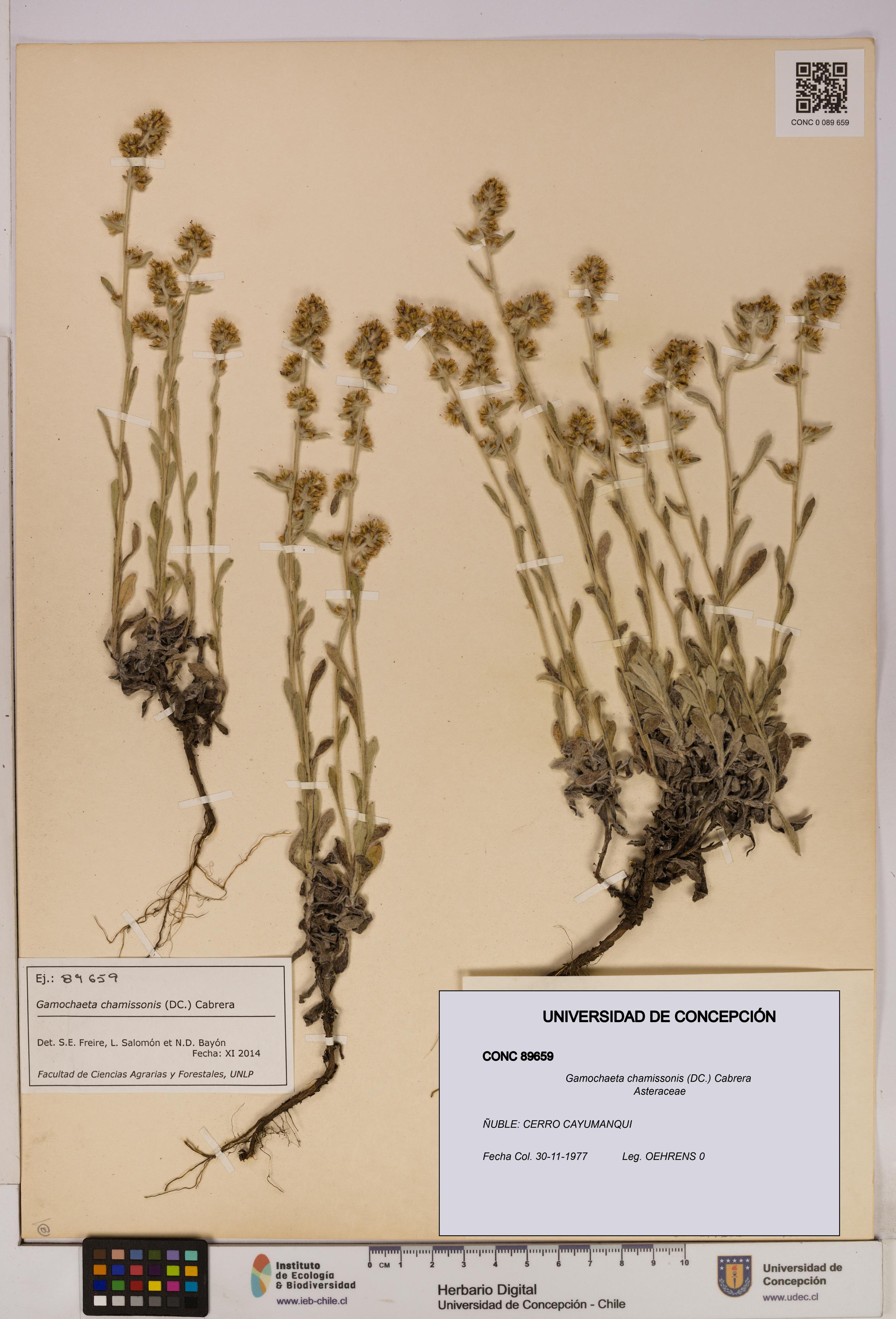 Gamochaeta chamissonis [Espécimen: UDEC:CONC:0089659]