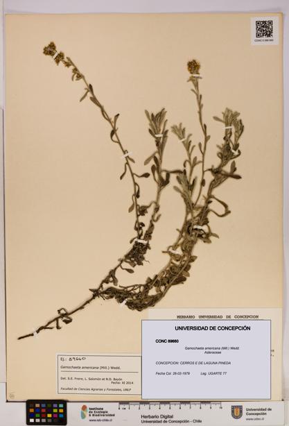 Gamochaeta americana [Espécimen: UDEC:CONC:0089660]