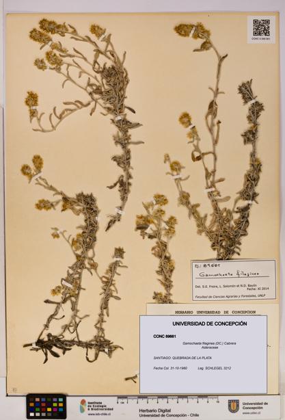 Gamochaeta filaginea [Espécimen: UDEC:CONC:0089661]