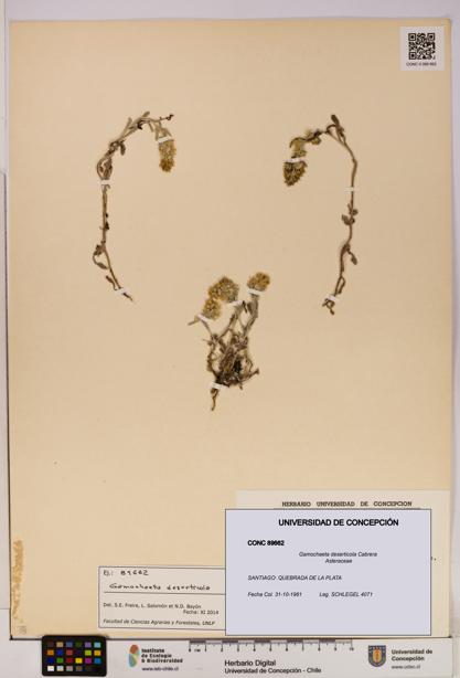 Gamochaeta deserticola [Espécimen: UDEC:CONC:0089662]