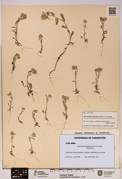 Gamochaeta oligantha [Espécimen: UDEC:CONC:0089664]