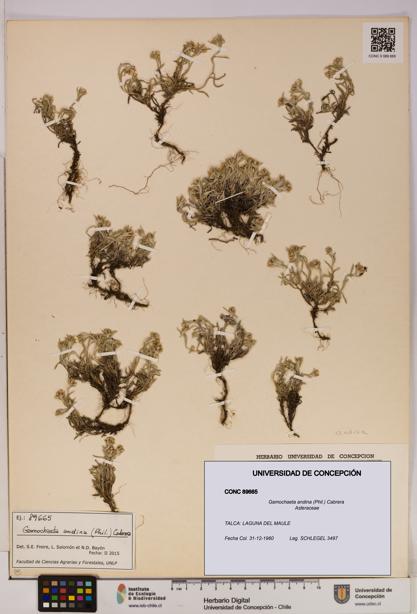 Gamochaeta andina [Espécimen: UDEC:CONC:0089665]