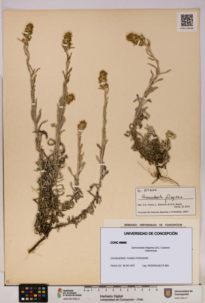 Gamochaeta filaginea [Espécimen: UDEC:CONC:0089666]