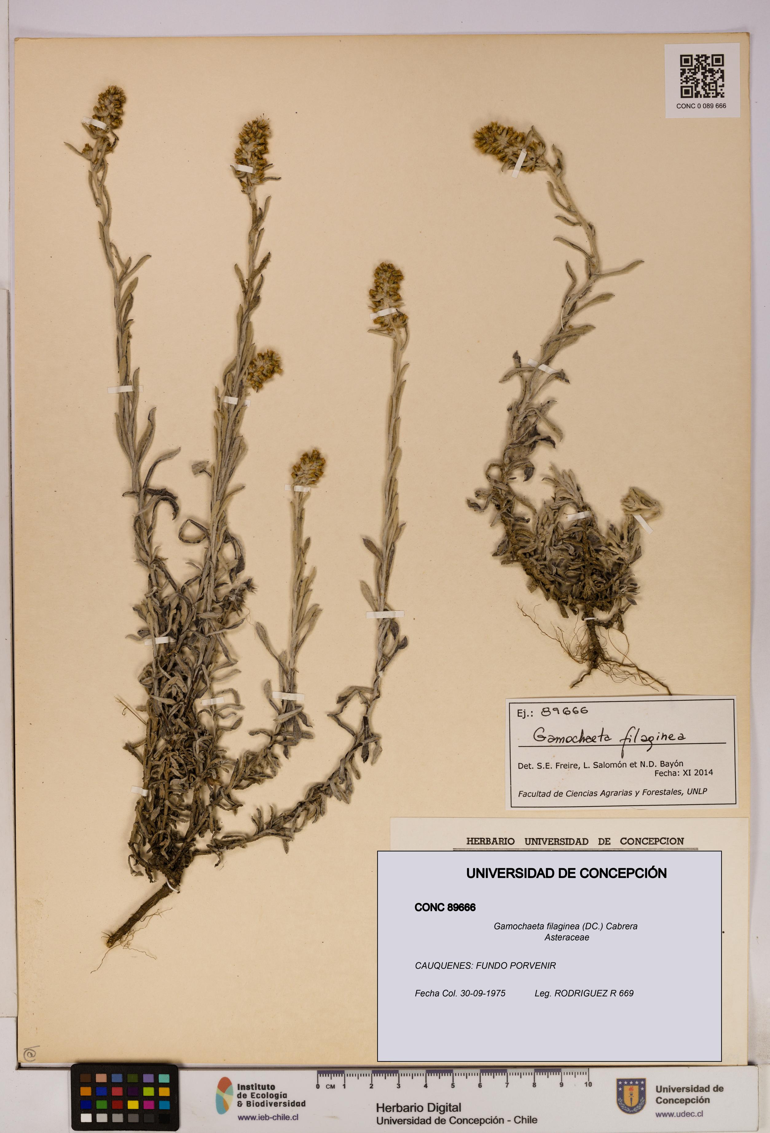 Gamochaeta filaginea [Espécimen: UDEC:CONC:0089666]