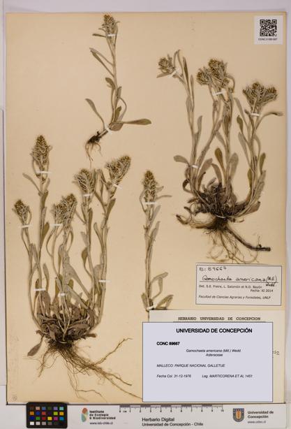 Gamochaeta americana [Espécimen: UDEC:CONC:0089667]