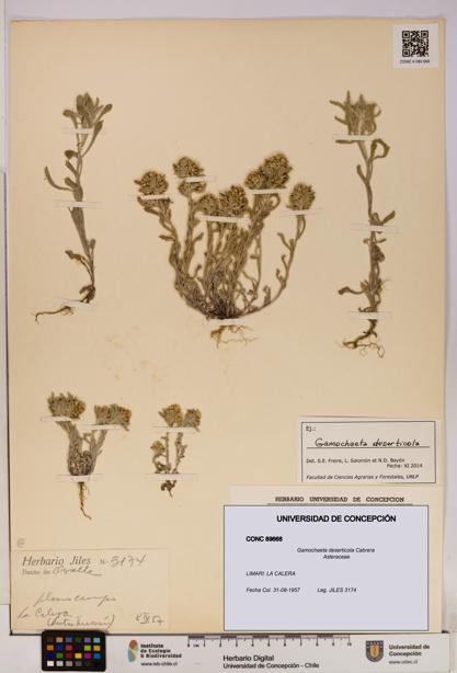 Gamochaeta deserticola [Espécimen: UDEC:CONC:0089668]