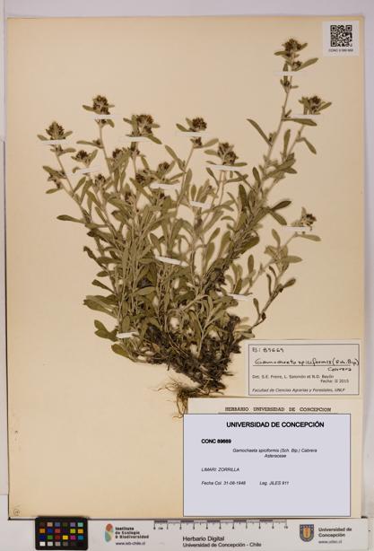 Gamochaeta spiciformis [Espécimen: UDEC:CONC:0089669]