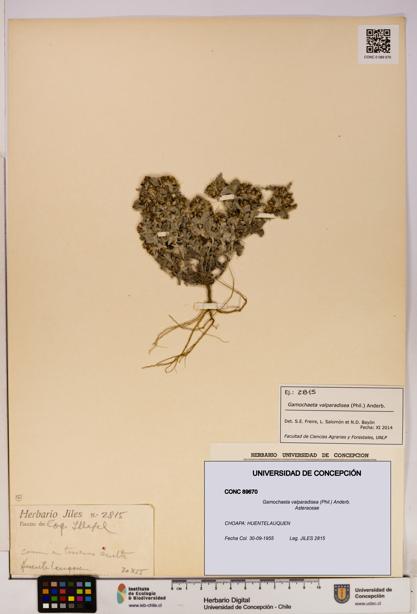 Gamochaeta valparadisea [Espécimen: UDEC:CONC:0089670]