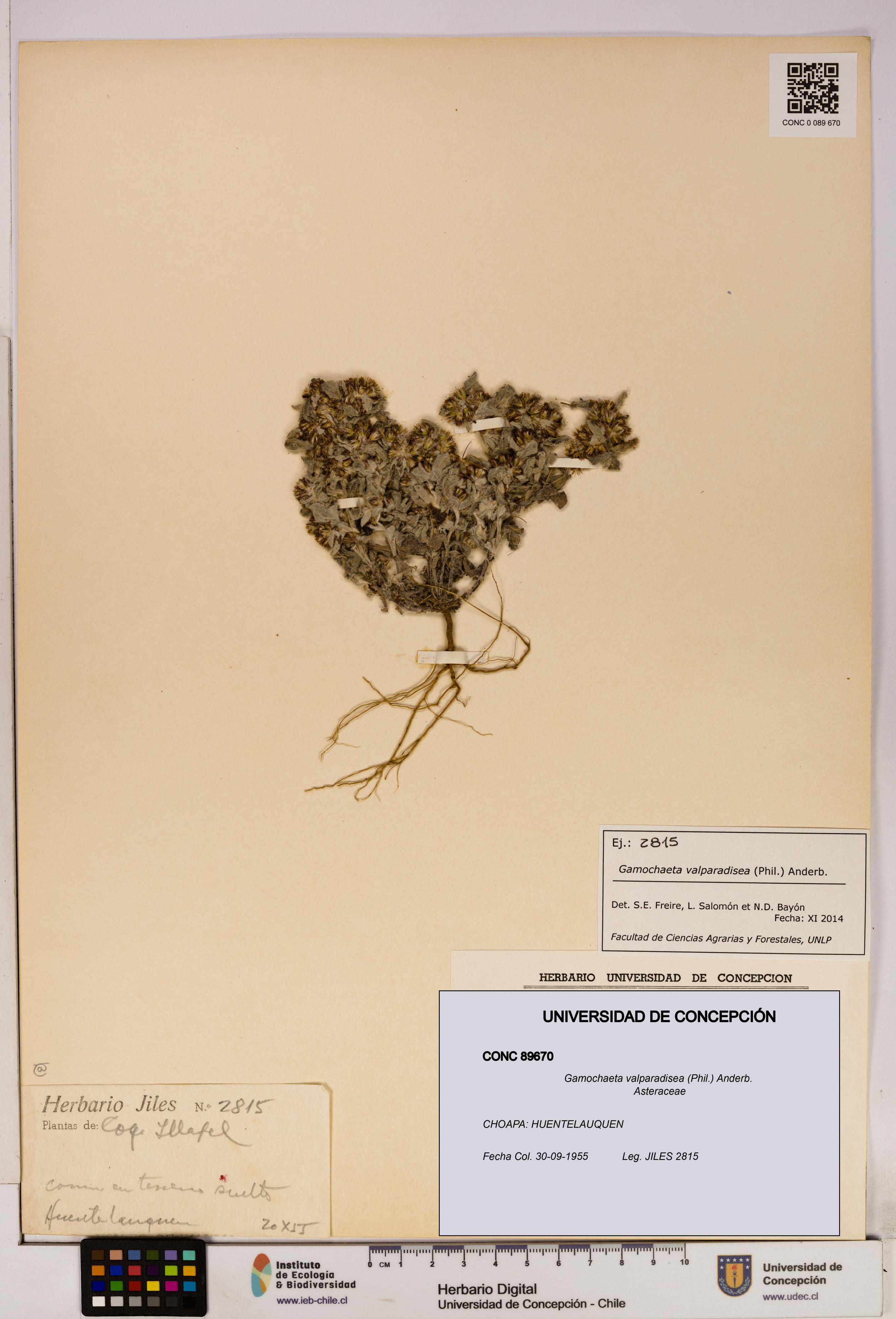 Gamochaeta valparadisea [Espécimen: UDEC:CONC:0089670]