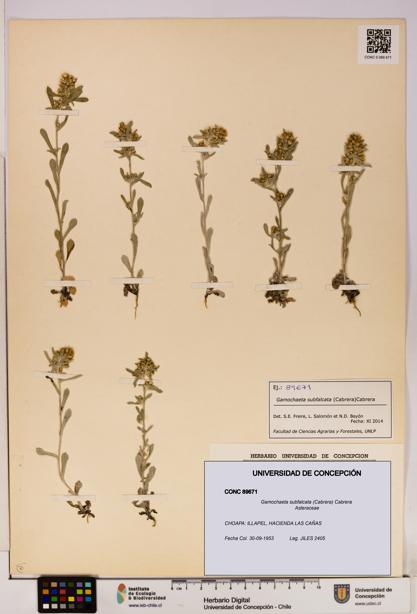 Gamochaeta subfalcata [Espécimen: UDEC:CONC:0089671]