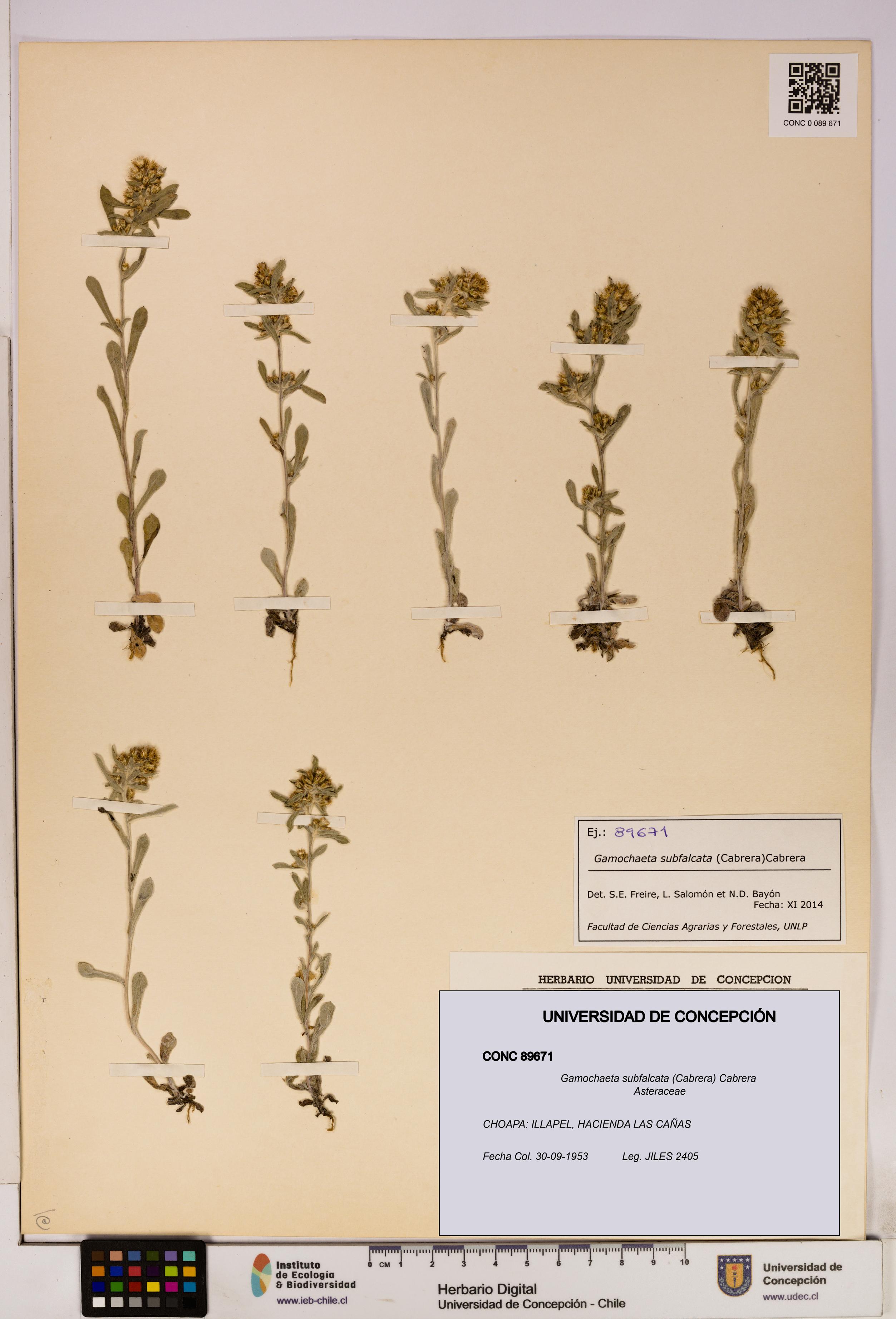 Gamochaeta subfalcata [Espécimen: UDEC:CONC:0089671]