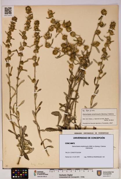 Gamochaeta simplicicaulis [Espécimen: UDEC:CONC:0089672]