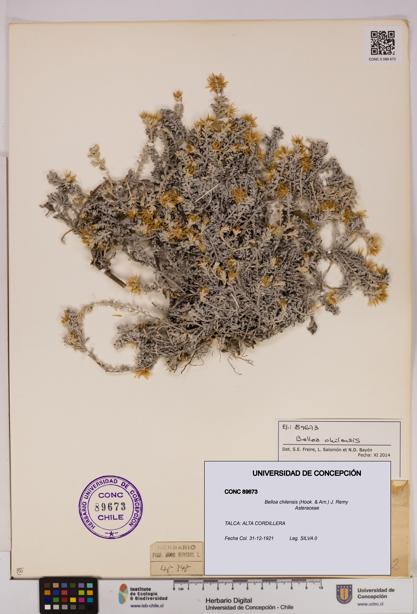 Belloa chilensis [Espécimen: UDEC:CONC:0089673]