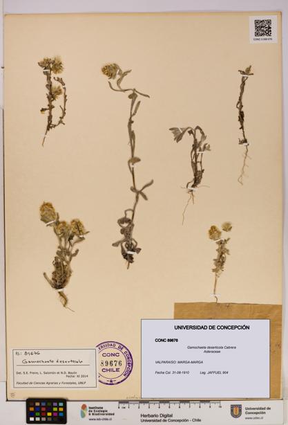 Gamochaeta deserticola [Espécimen: UDEC:CONC:0089676]