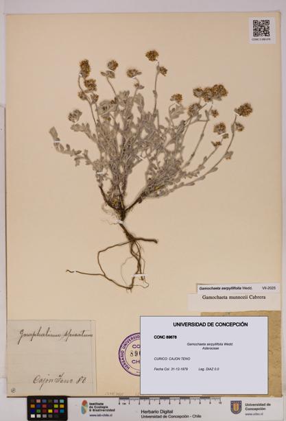 Gamochaeta serpyllifolia [Espécimen: UDEC:CONC:0089678]