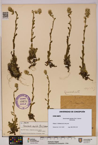 Gamochaeta depilata [Espécimen: UDEC:CONC:0089679]