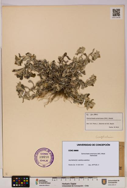 Gamochaeta americana [Espécimen: UDEC:CONC:0089680]