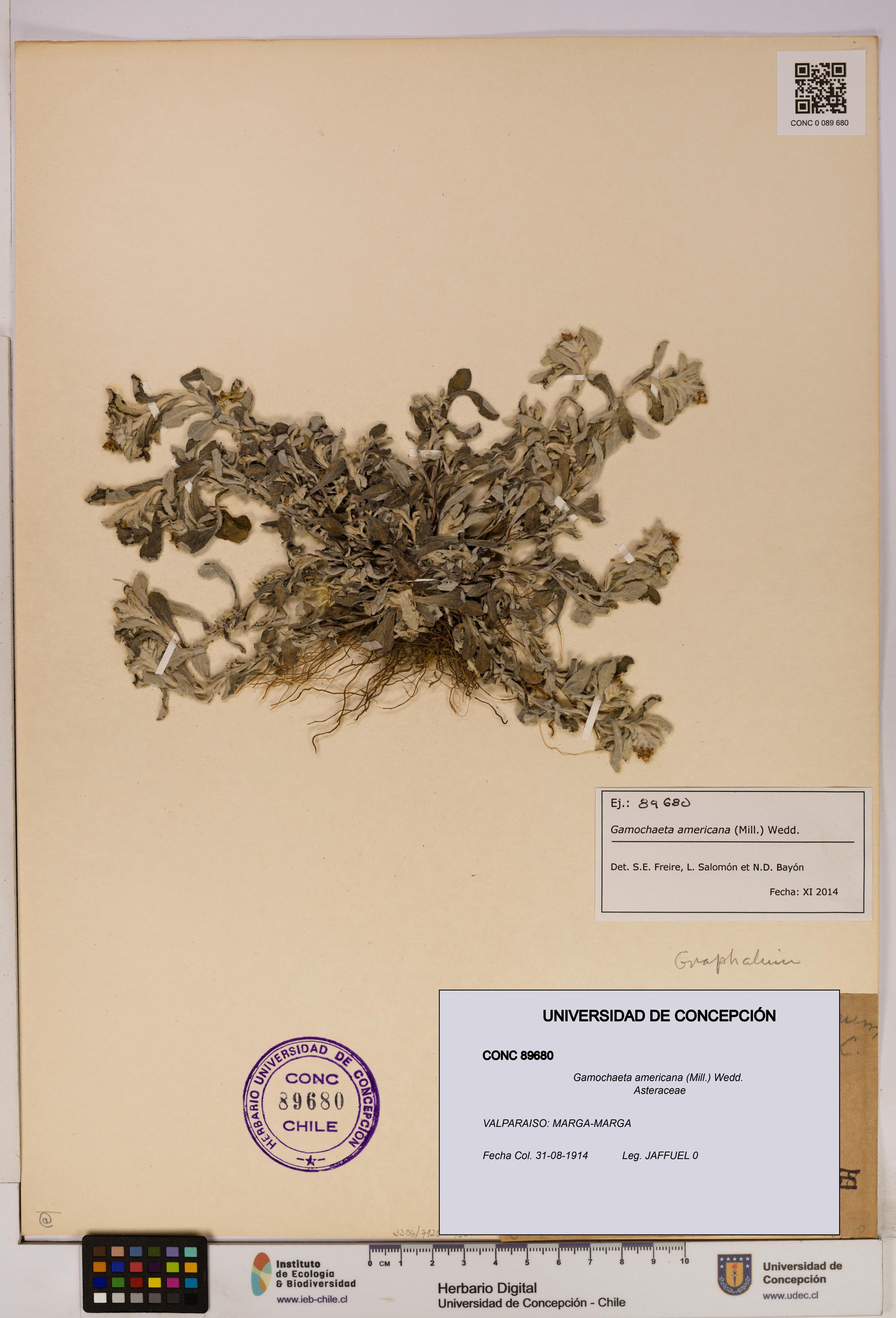 Gamochaeta americana [Espécimen: UDEC:CONC:0089680]