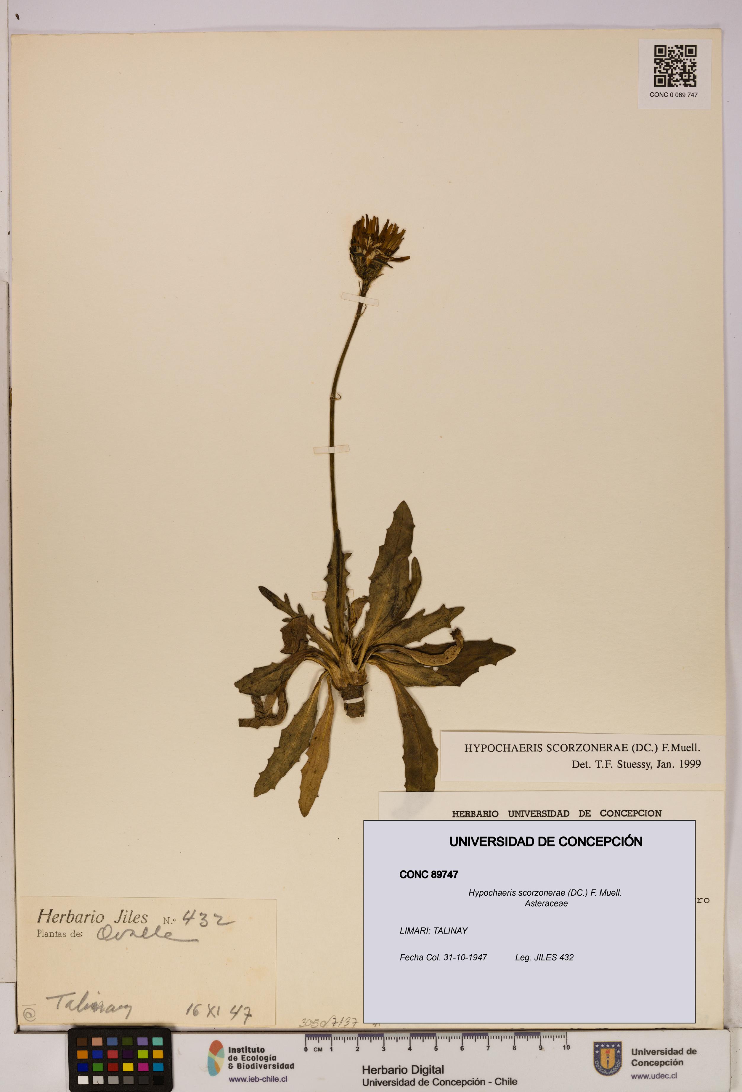 Hypochaeris scorzonerae [Espécimen: UDEC:CONC:0089747]