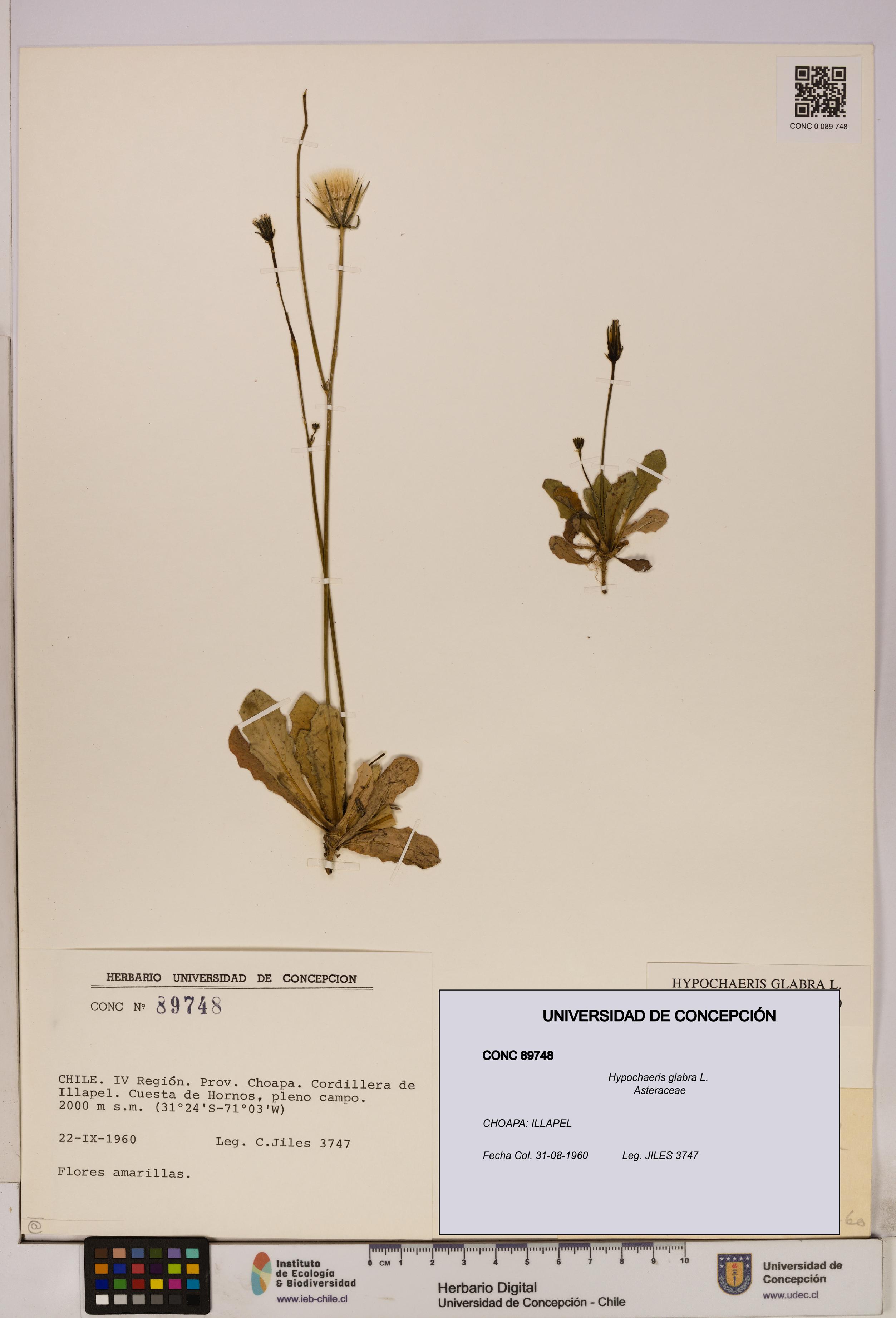 Hypochaeris glabra [Espécimen: UDEC:CONC:0089748]