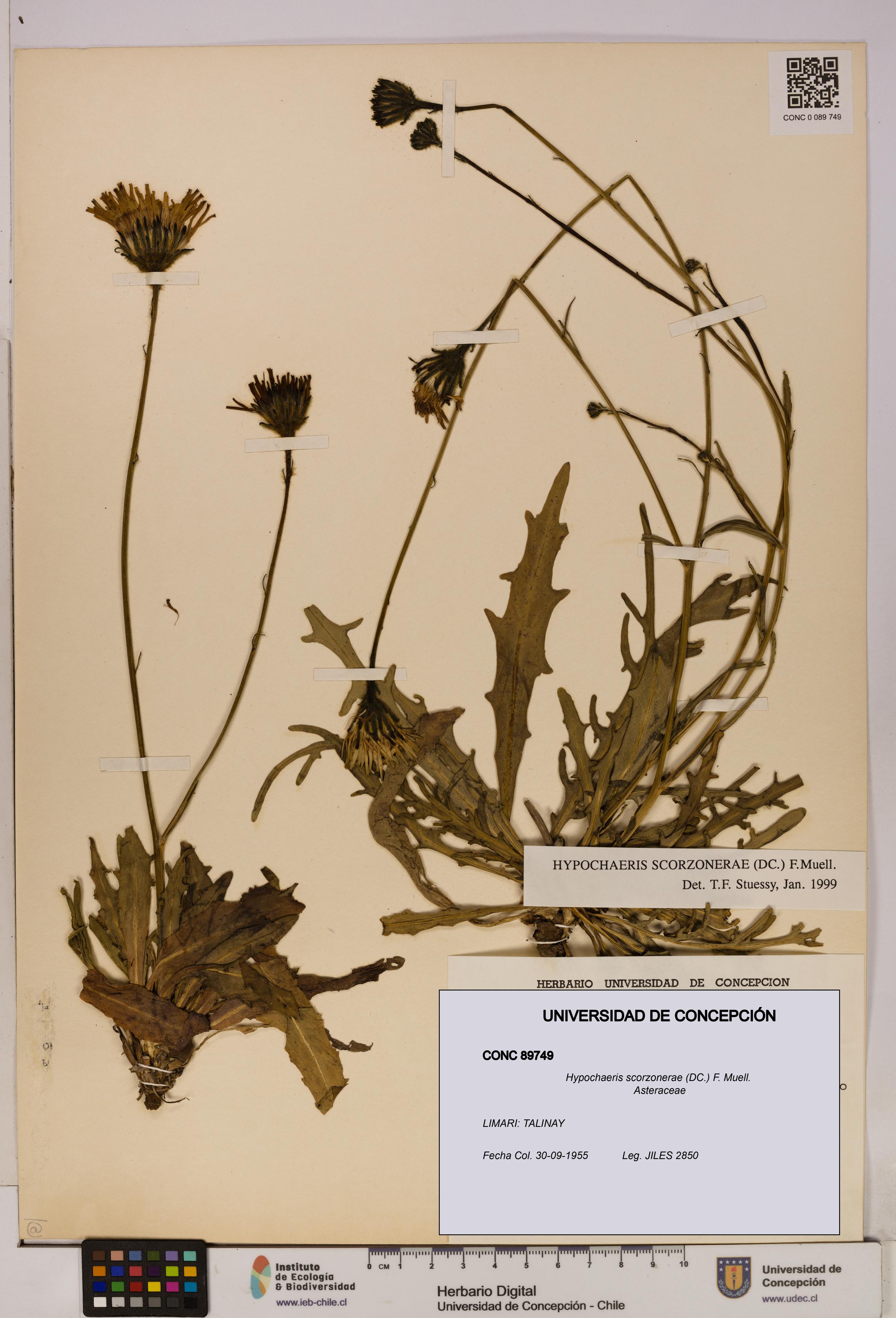 Hypochaeris scorzonerae [Espécimen: UDEC:CONC:0089749]