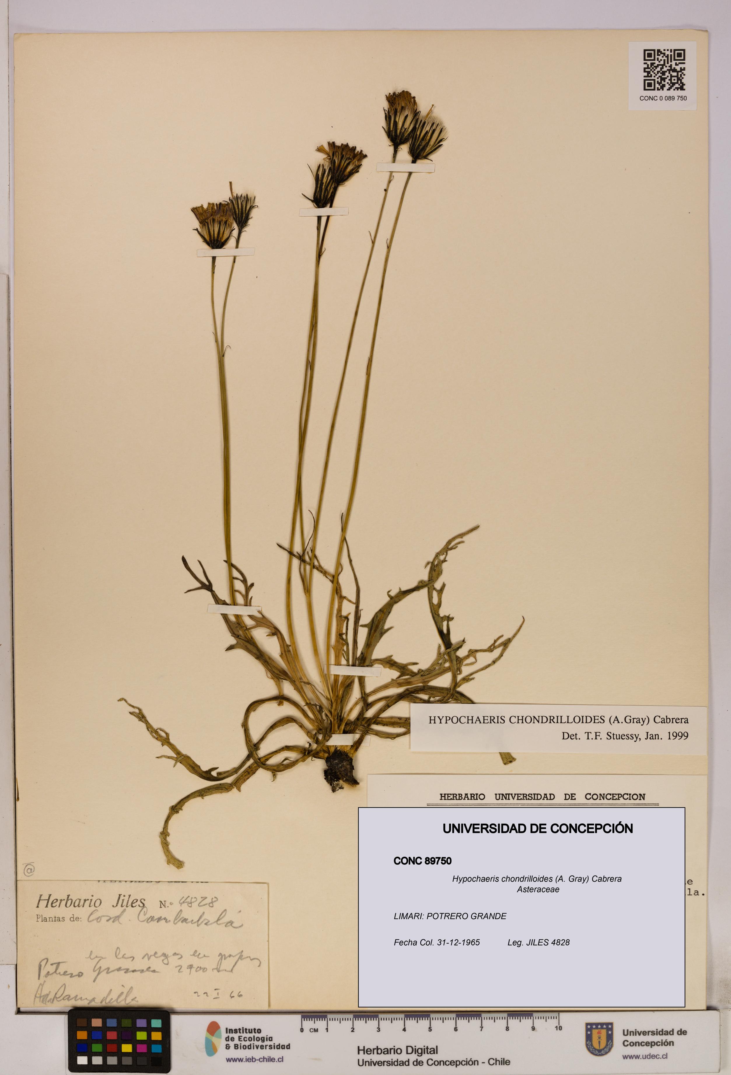 Hypochaeris chondrilloides [Espécimen: UDEC:CONC:0089750]