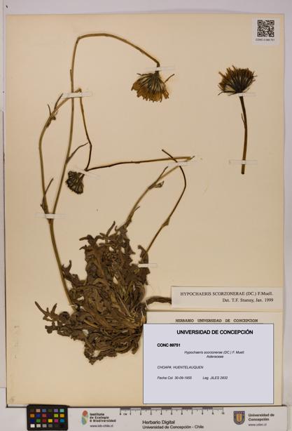 Hypochaeris scorzonerae [Espécimen: UDEC:CONC:0089751]