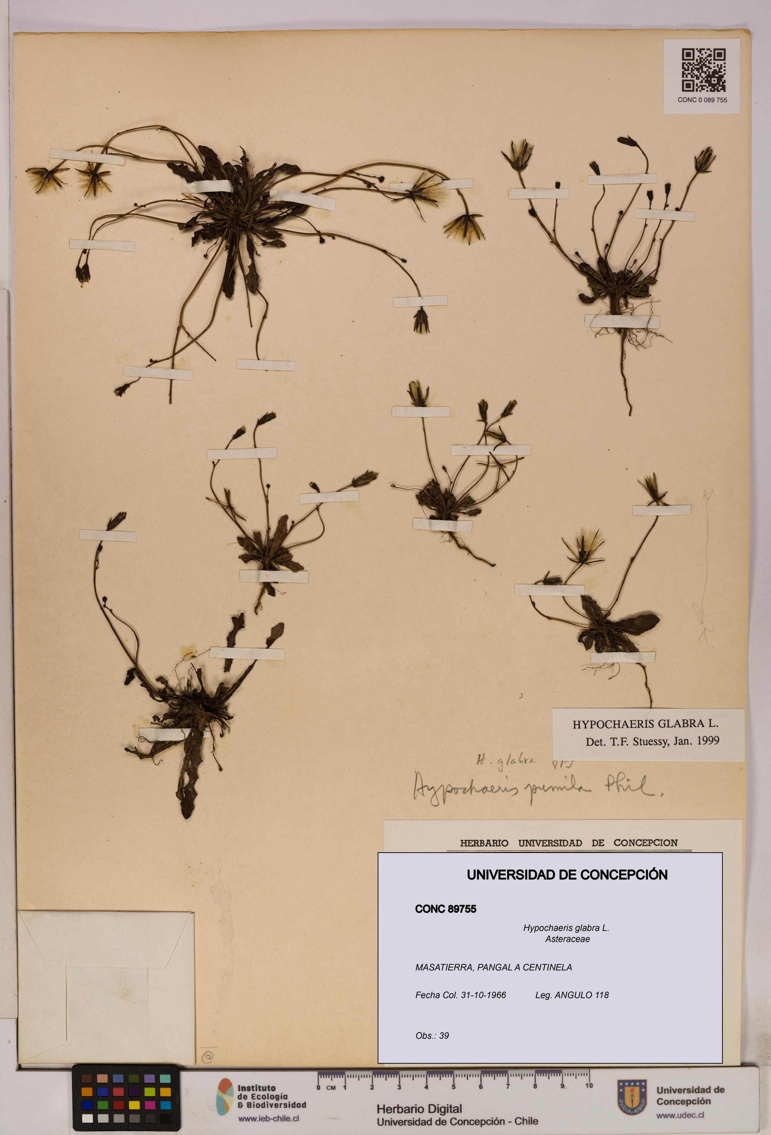 Hypochaeris glabra [Espécimen: UDEC:CONC:0089755]