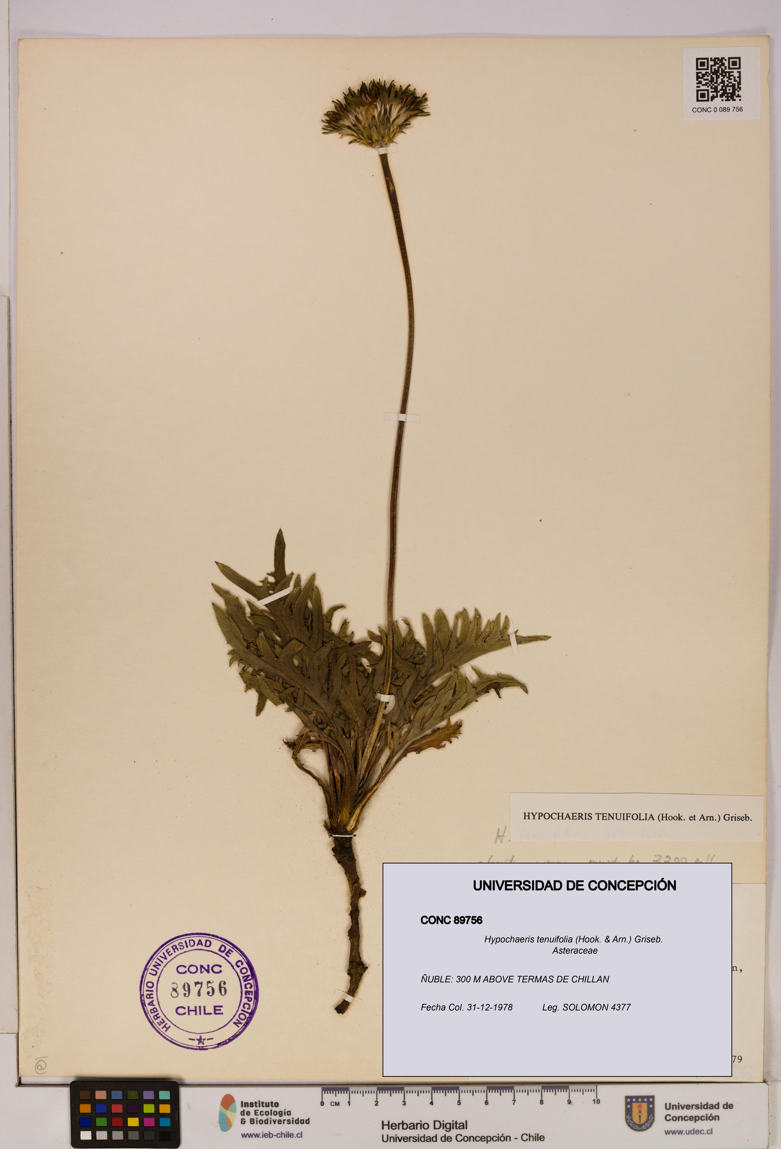 Hypochaeris tenuifolia [Espécimen: UDEC:CONC:0089756]