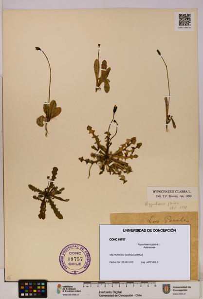 Hypochaeris glabra [Espécimen: UDEC:CONC:0089757]