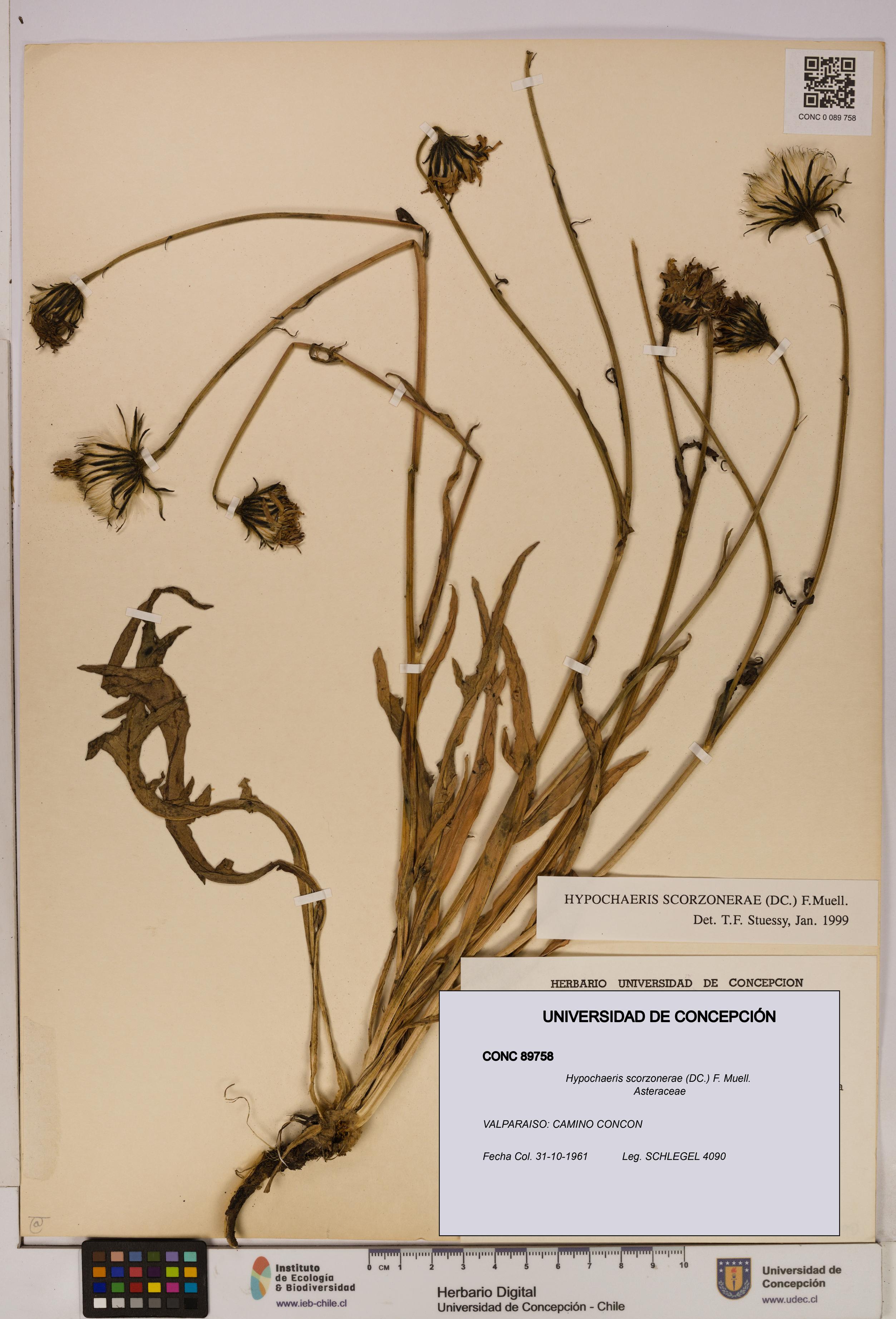 Hypochaeris scorzonerae [Espécimen: UDEC:CONC:0089758]