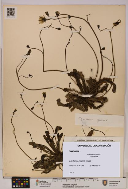 Hypochaeris glabra [Espécimen: UDEC:CONC:0089759]