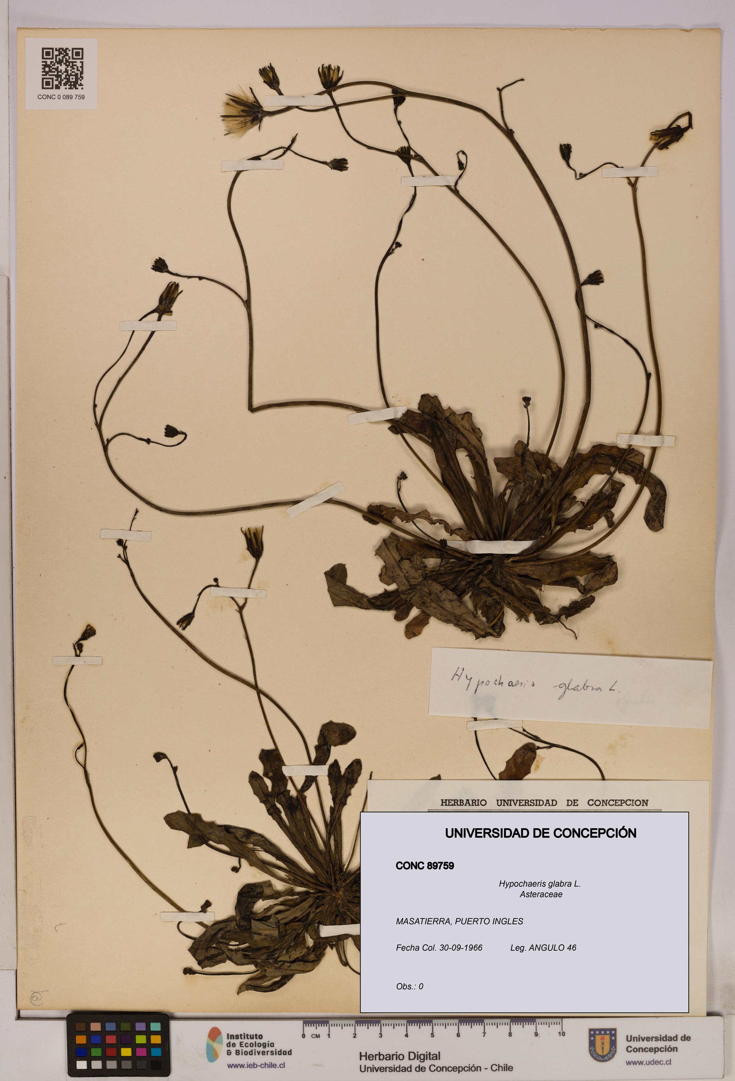 Hypochaeris glabra [Espécimen: UDEC:CONC:0089759]