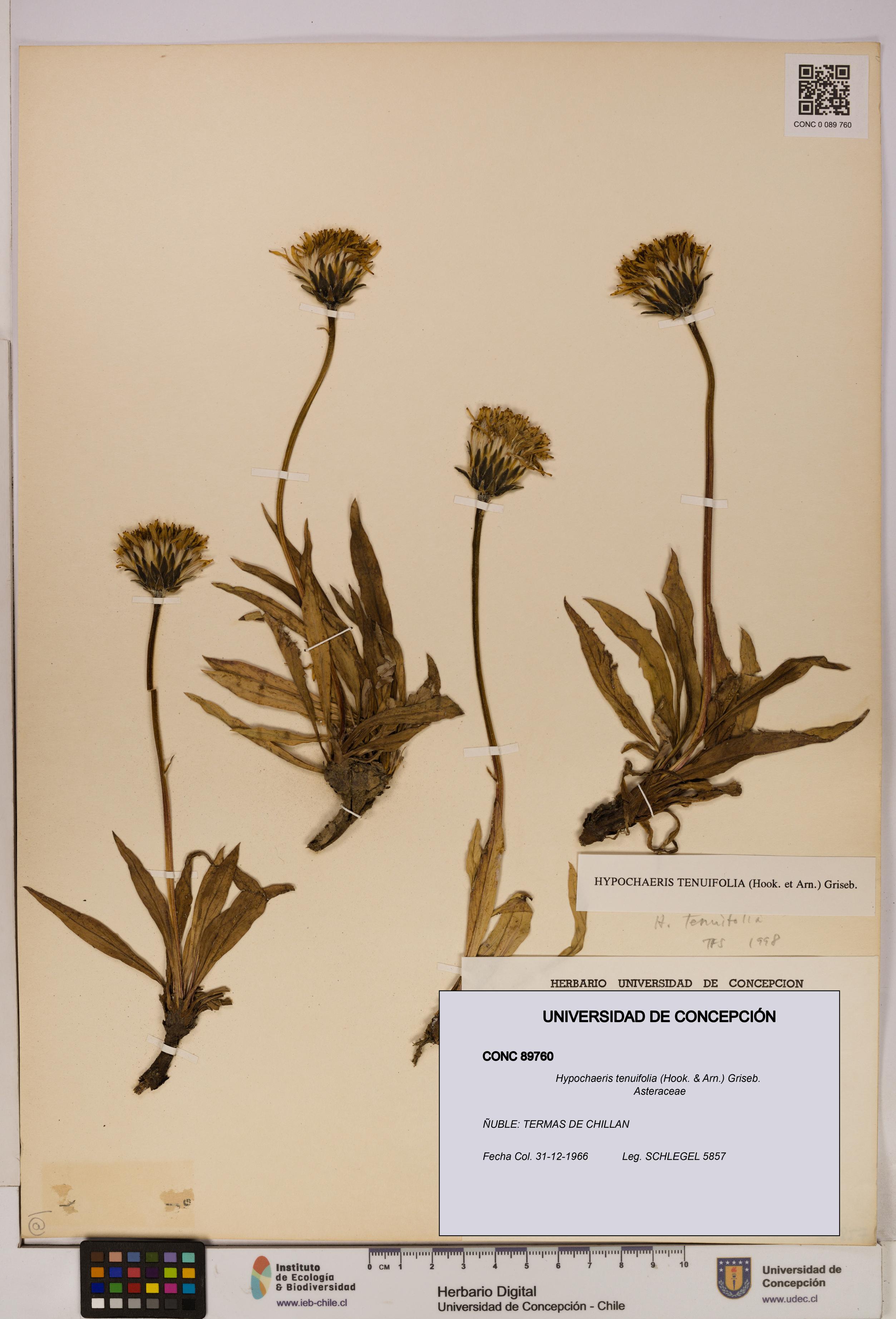 Hypochaeris tenuifolia [Espécimen: UDEC:CONC:0089760]