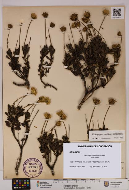 Haplopappus maulinus [Espécimen: UDEC:CONC:0089761]