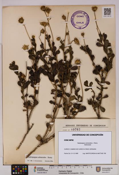 Haplopappus arbutoides [Espécimen: UDEC:CONC:0089762]