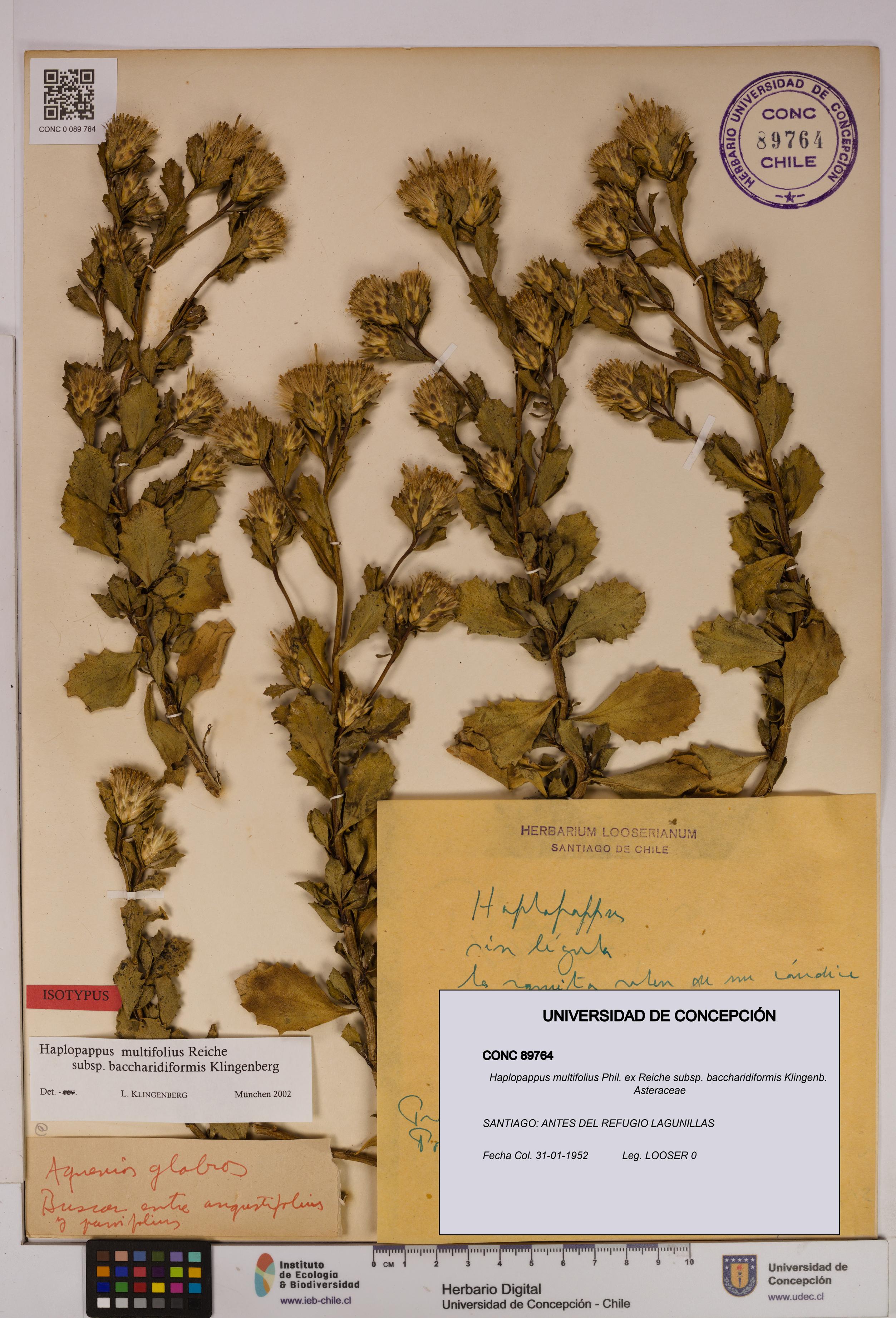Haplopappus multifolius [Espécimen: UDEC:CONC:0089764]