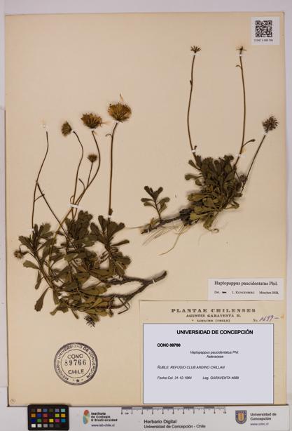Haplopappus paucidentatus [Espécimen: UDEC:CONC:0089766]