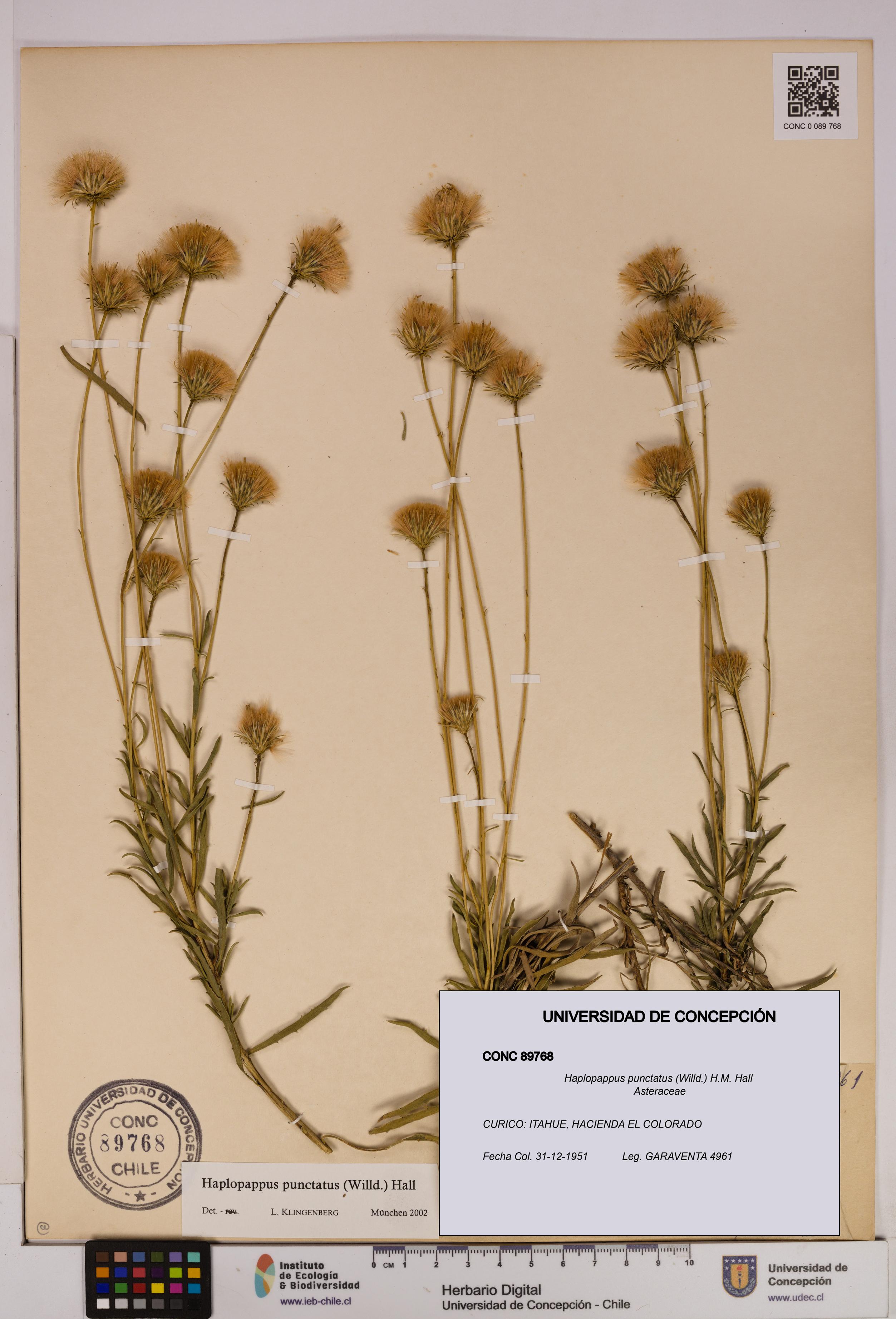 Haplopappus punctatus [Espécimen: UDEC:CONC:0089768]