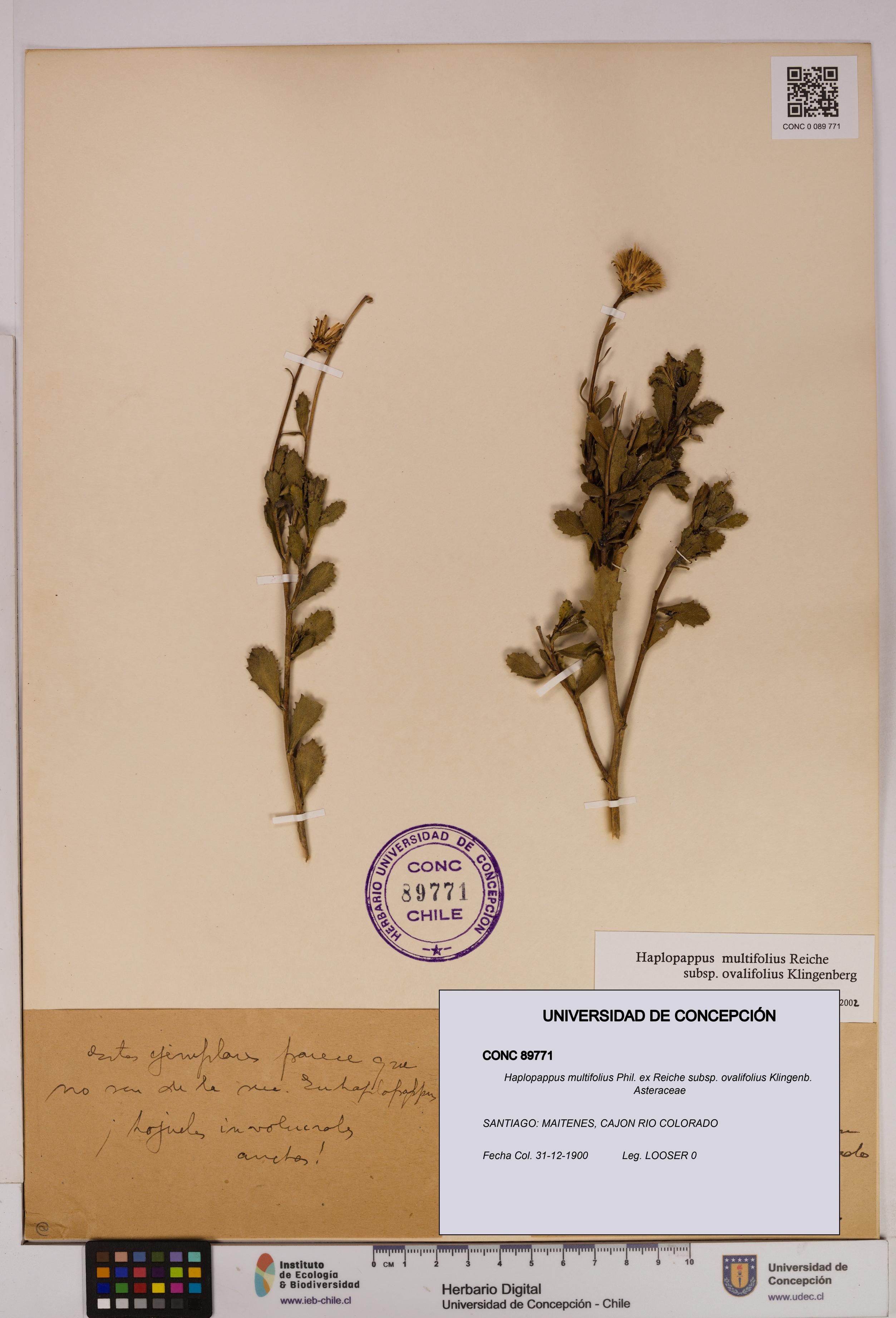 Haplopappus multifolius [Espécimen: UDEC:CONC:0089771]