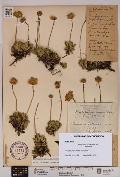 Haplopappus paucidentatus [Espécimen: UDEC:CONC:0089772]
