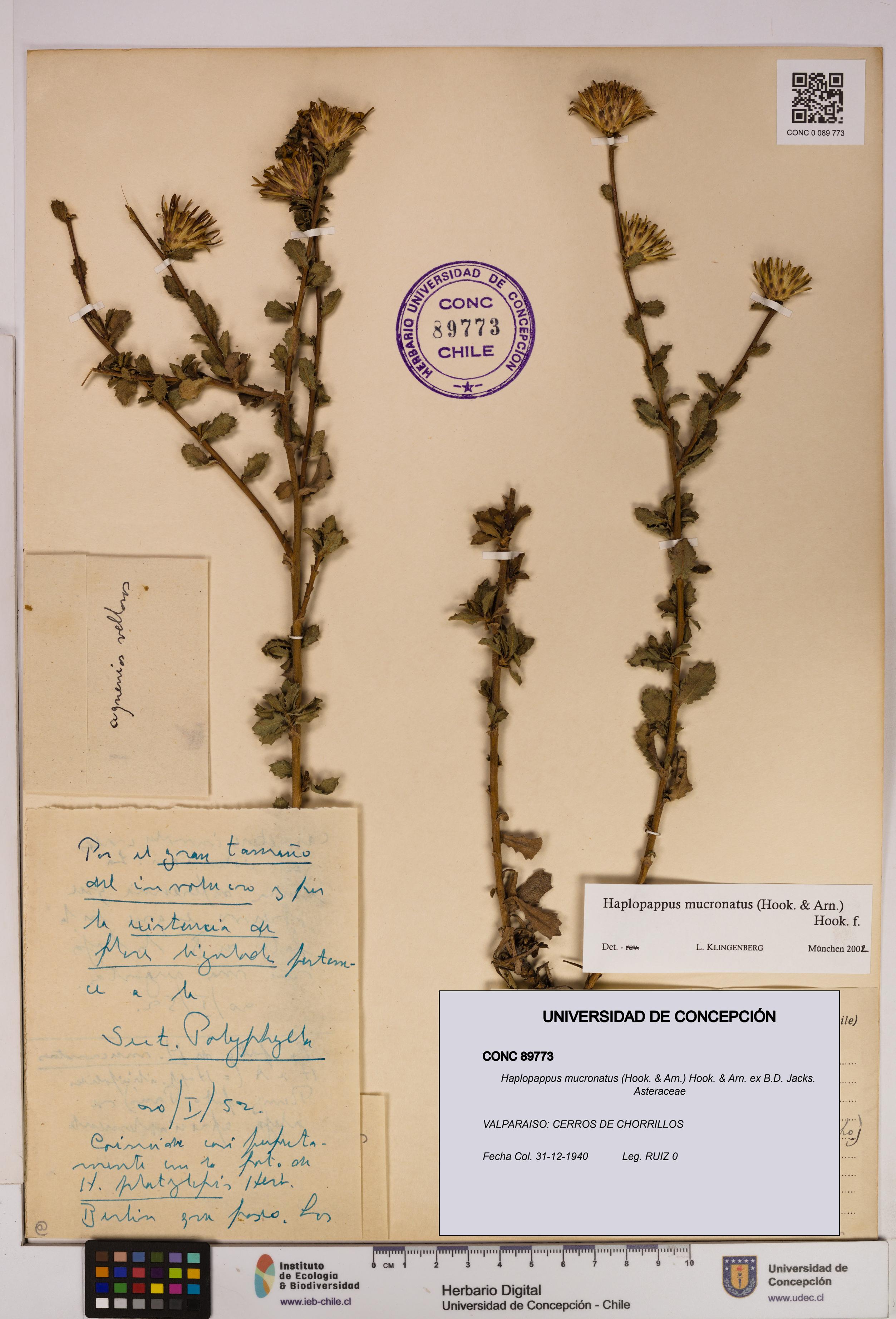 Haplopappus mucronatus [Espécimen: UDEC:CONC:0089773]
