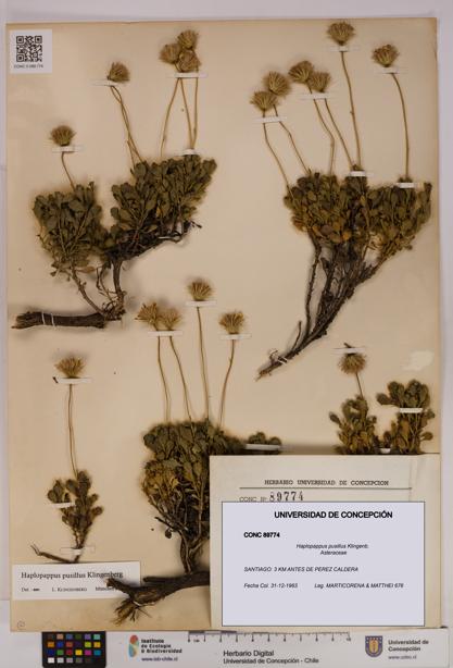 Haplopappus pusillus [Espécimen: UDEC:CONC:0089774]