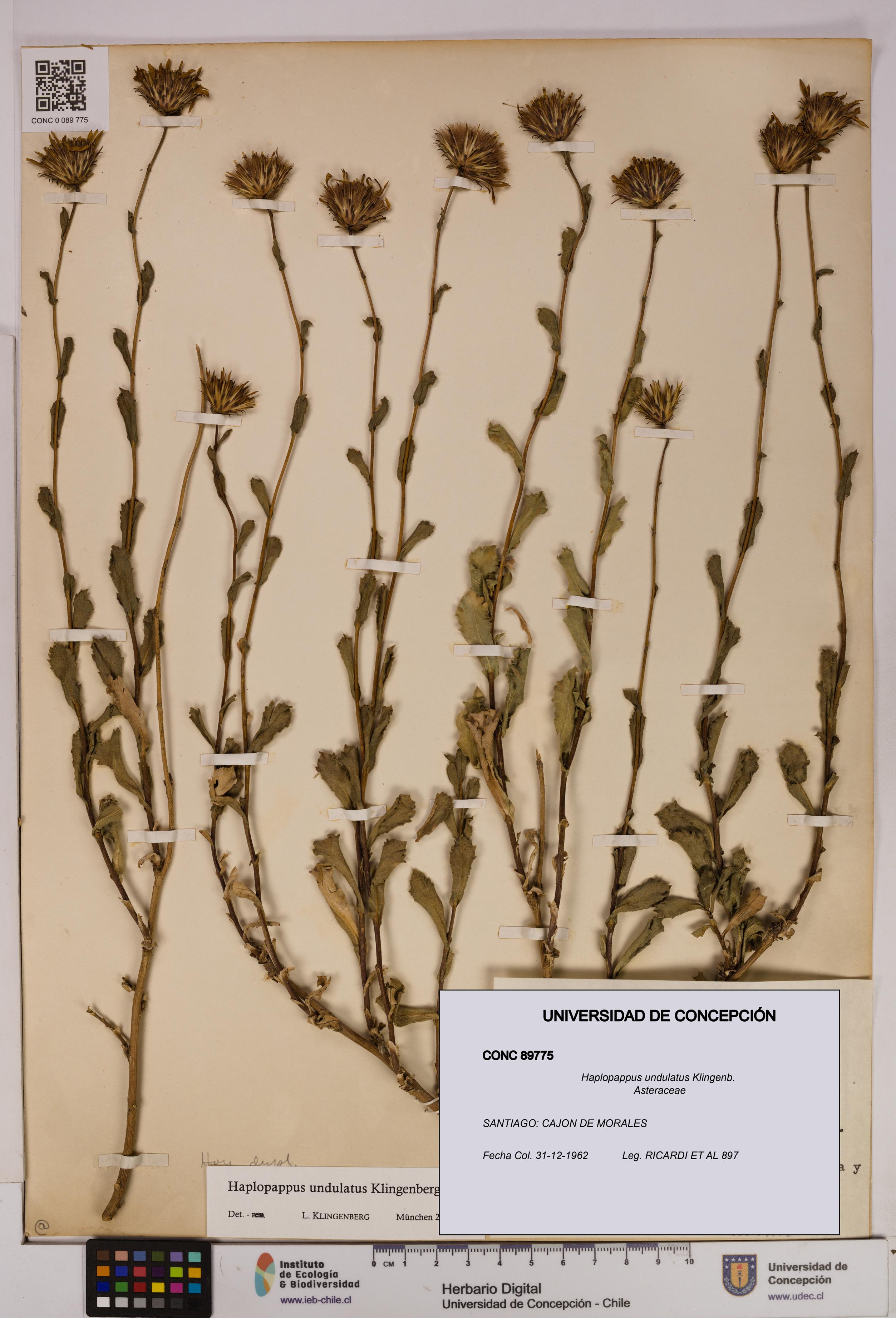 Haplopappus undulatus [Espécimen: UDEC:CONC:0089775]