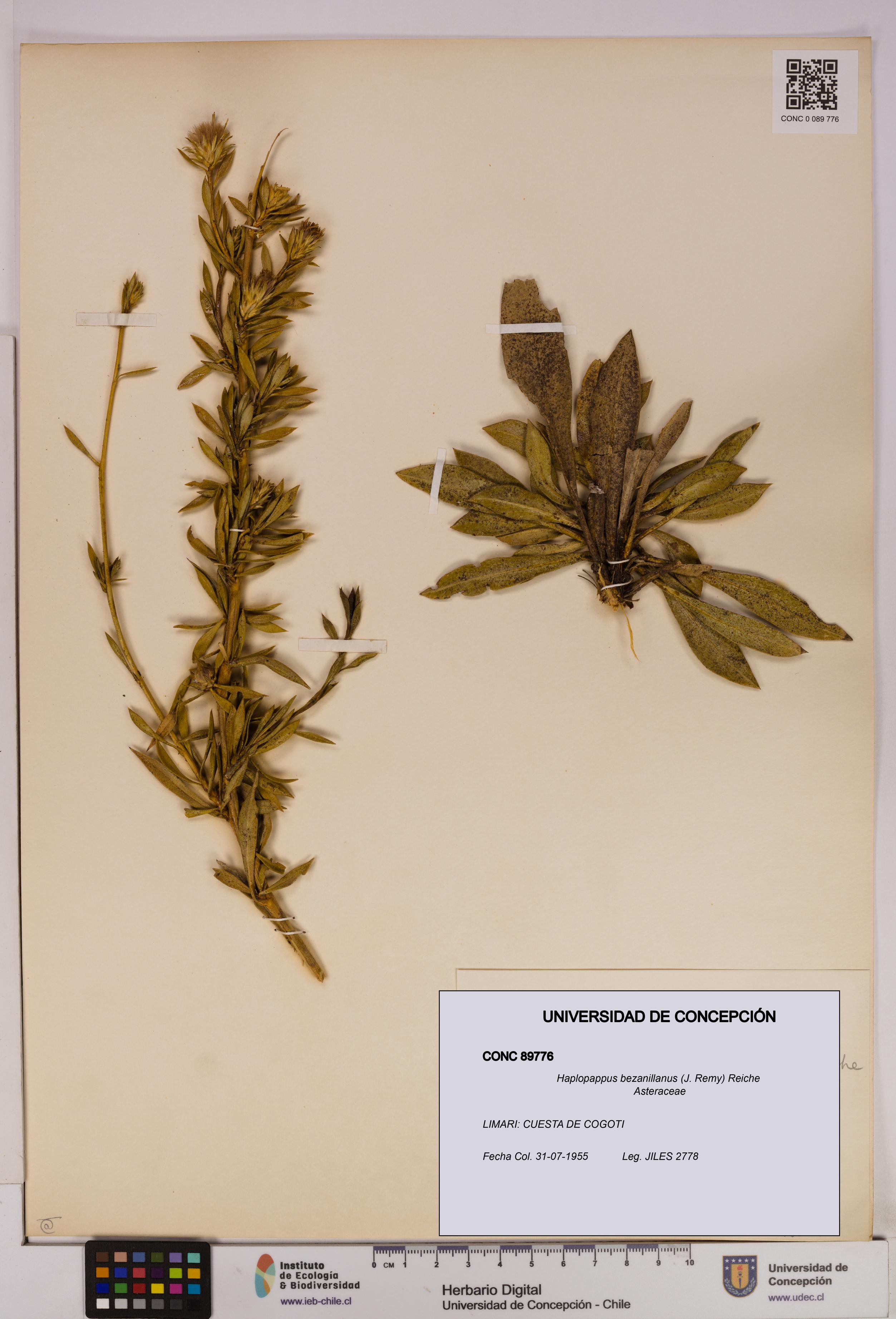 Haplopappus bezanillanus [Espécimen: UDEC:CONC:0089776]