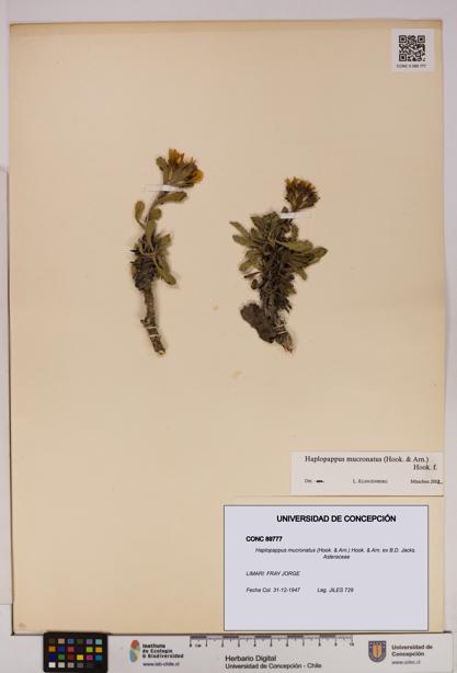 Haplopappus mucronatus [Espécimen: UDEC:CONC:0089777]