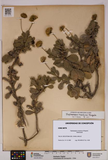 Haplopappus maulinus [Espécimen: UDEC:CONC:0089778]
