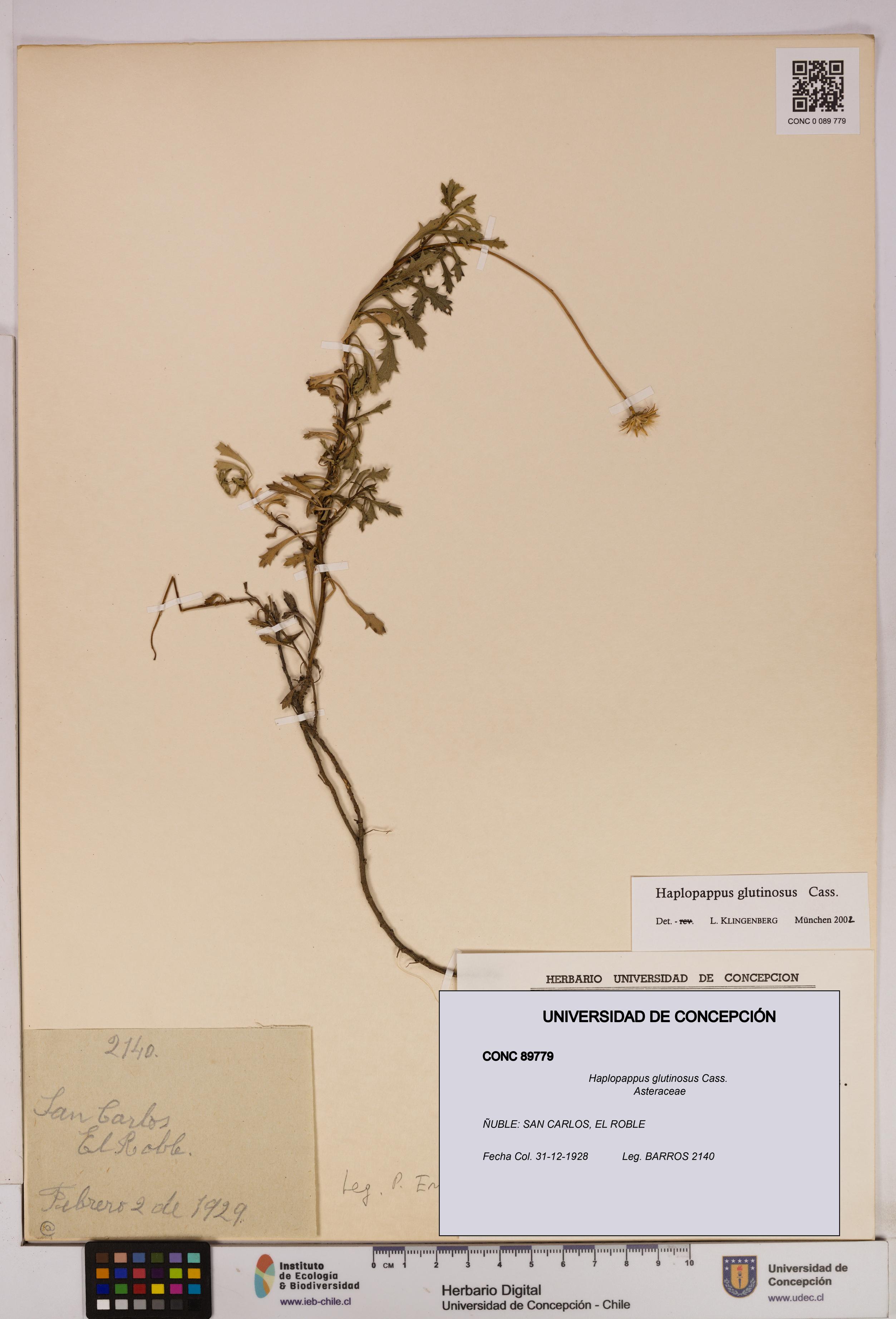 Haplopappus glutinosus [Espécimen: UDEC:CONC:0089779]